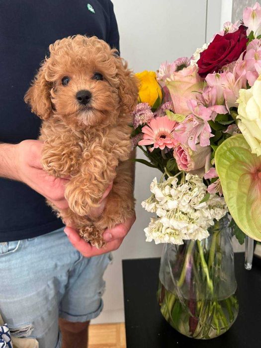 (!) Caniche Toy Mini Menino Disponível