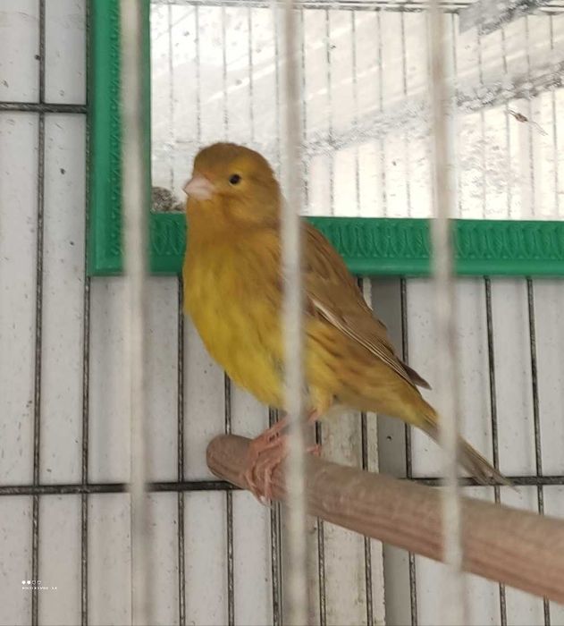 2 Canaria Timbrada espanhol