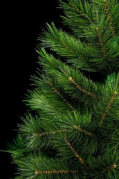 Сосна канадська 1,5-2,5м