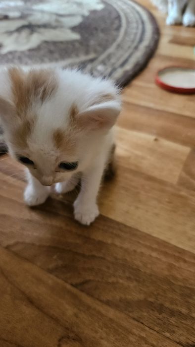 Віддам кошеня у добрі руки
