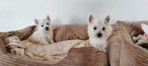 West Highland White Terrier- suczka