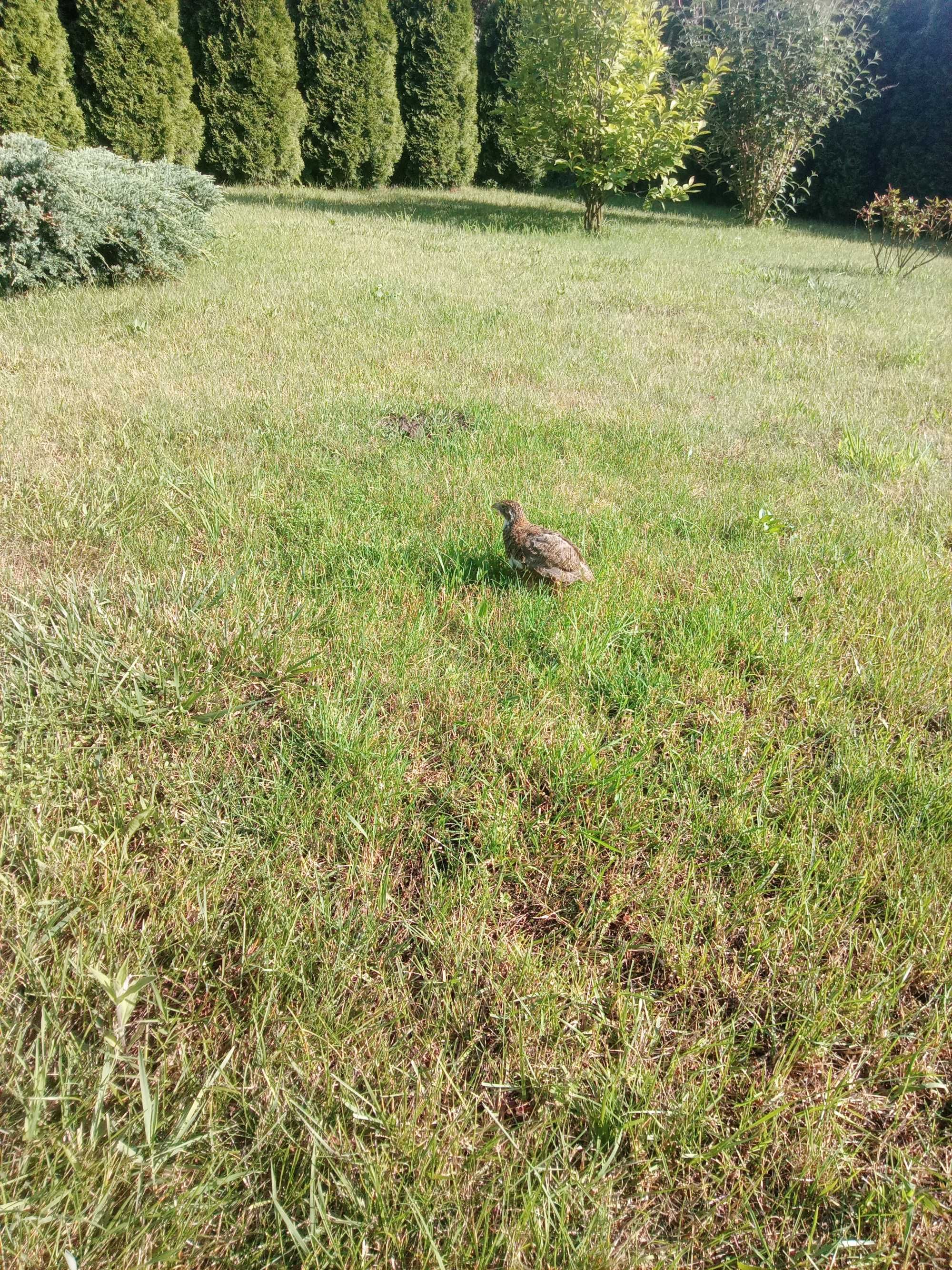 Kury kurczaki i  ozdobne ,przepiórki