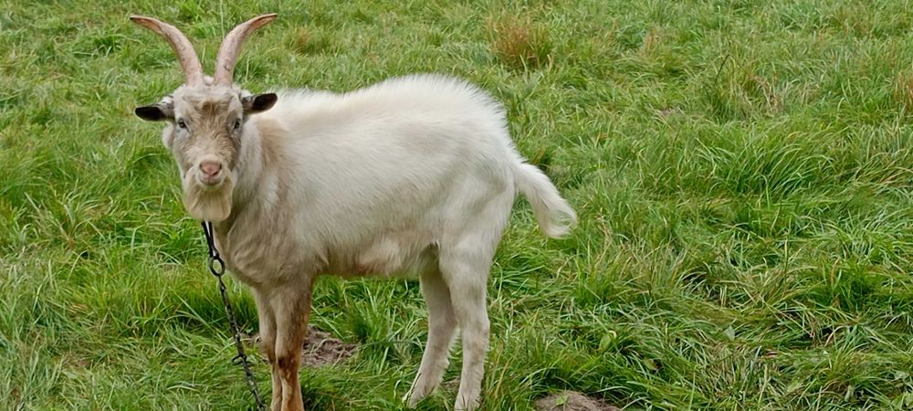 Kozioł będzie do sprzedania