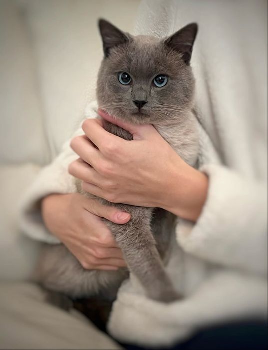 Gatinho jovem para adoção responsável