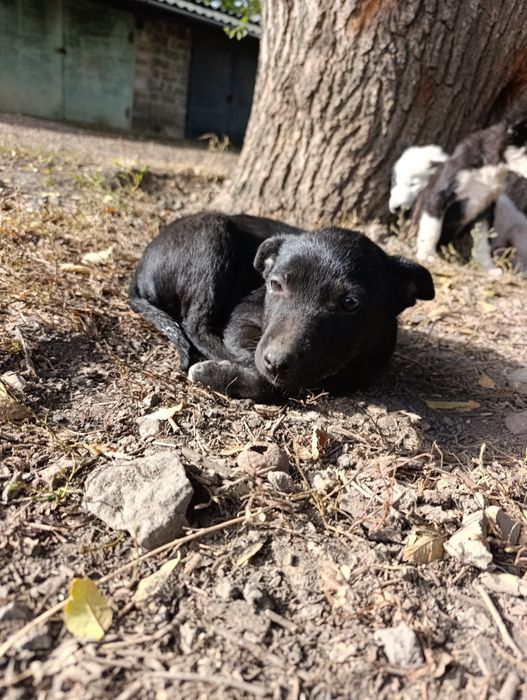 Шукають дім дівчатка