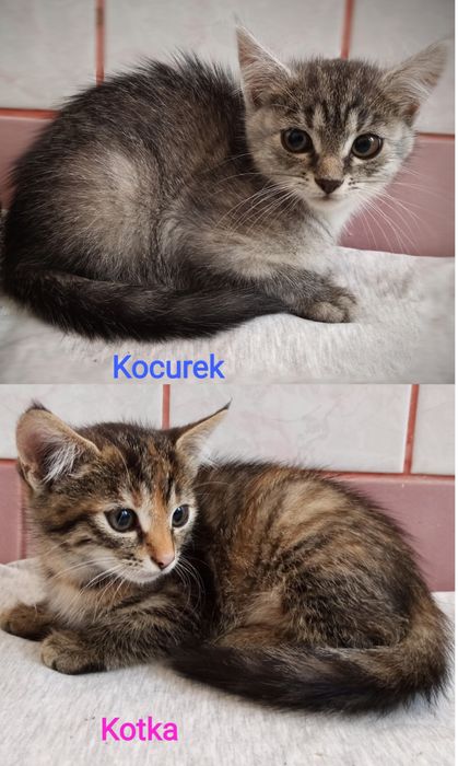 Aaa... Kotki dwa szaro-bure oddam