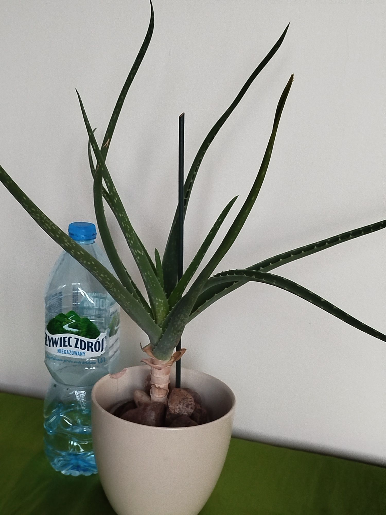 Aloes 60 cm wysokości