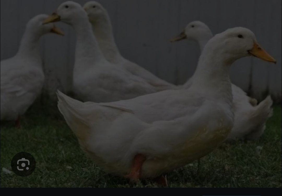 Інкубаційне яйце