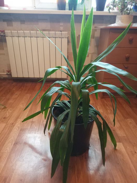 Пальма  Юкка пальма