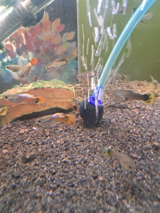 Gupiki mieszanka red tuxedo z endlerem