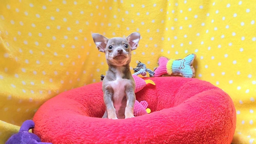 Prześliczny liliowy krótkowłosy samczyk chihuahua