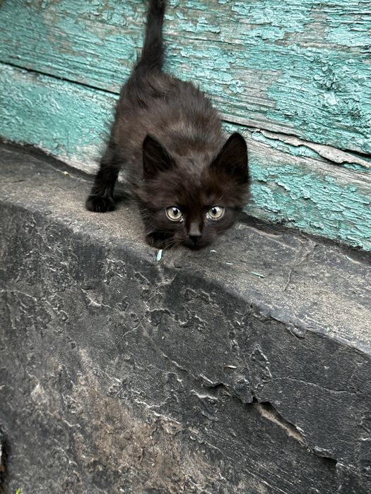 Кошенята в добрі руки!