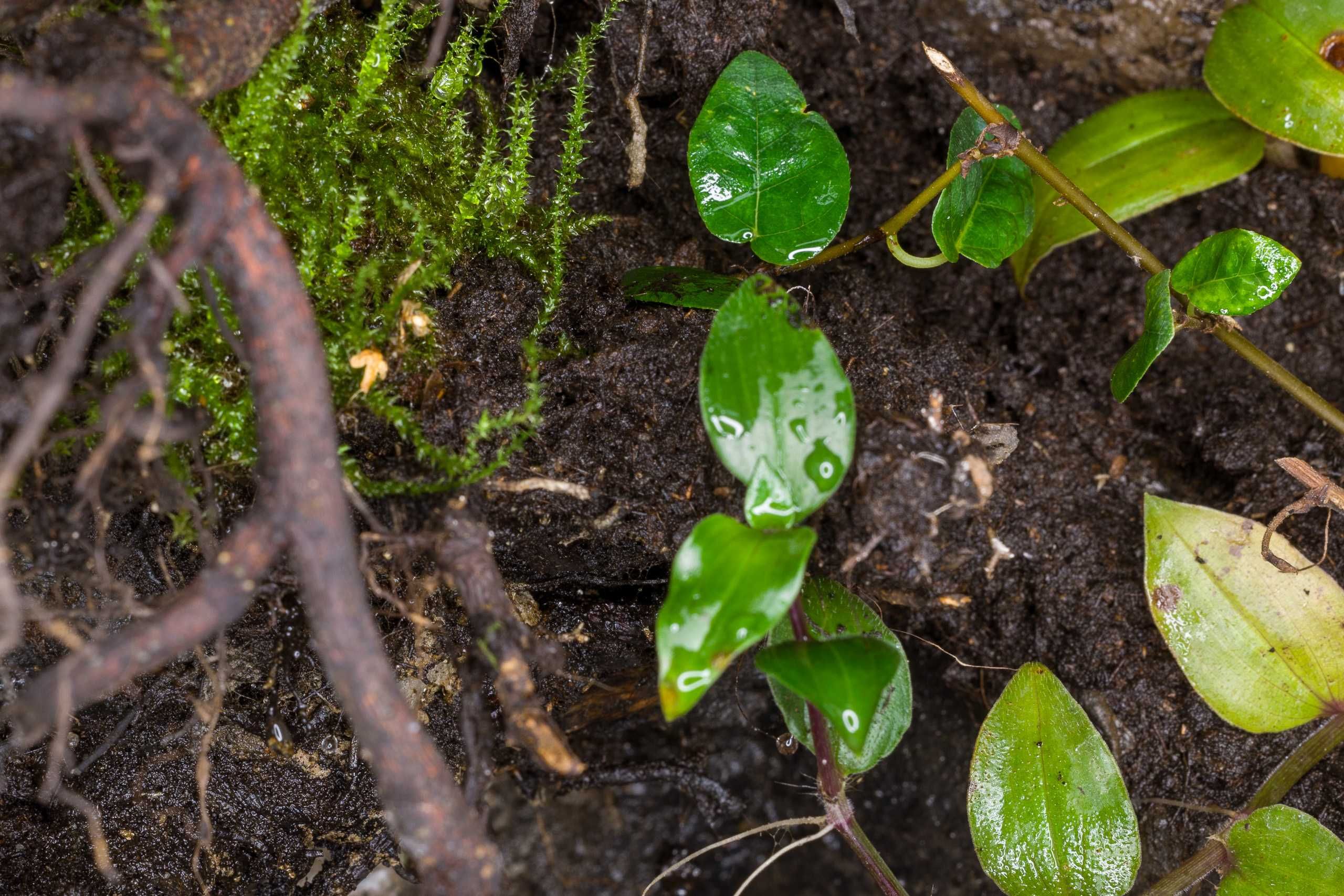 Terrarium tropikalne aktywne biologiczne