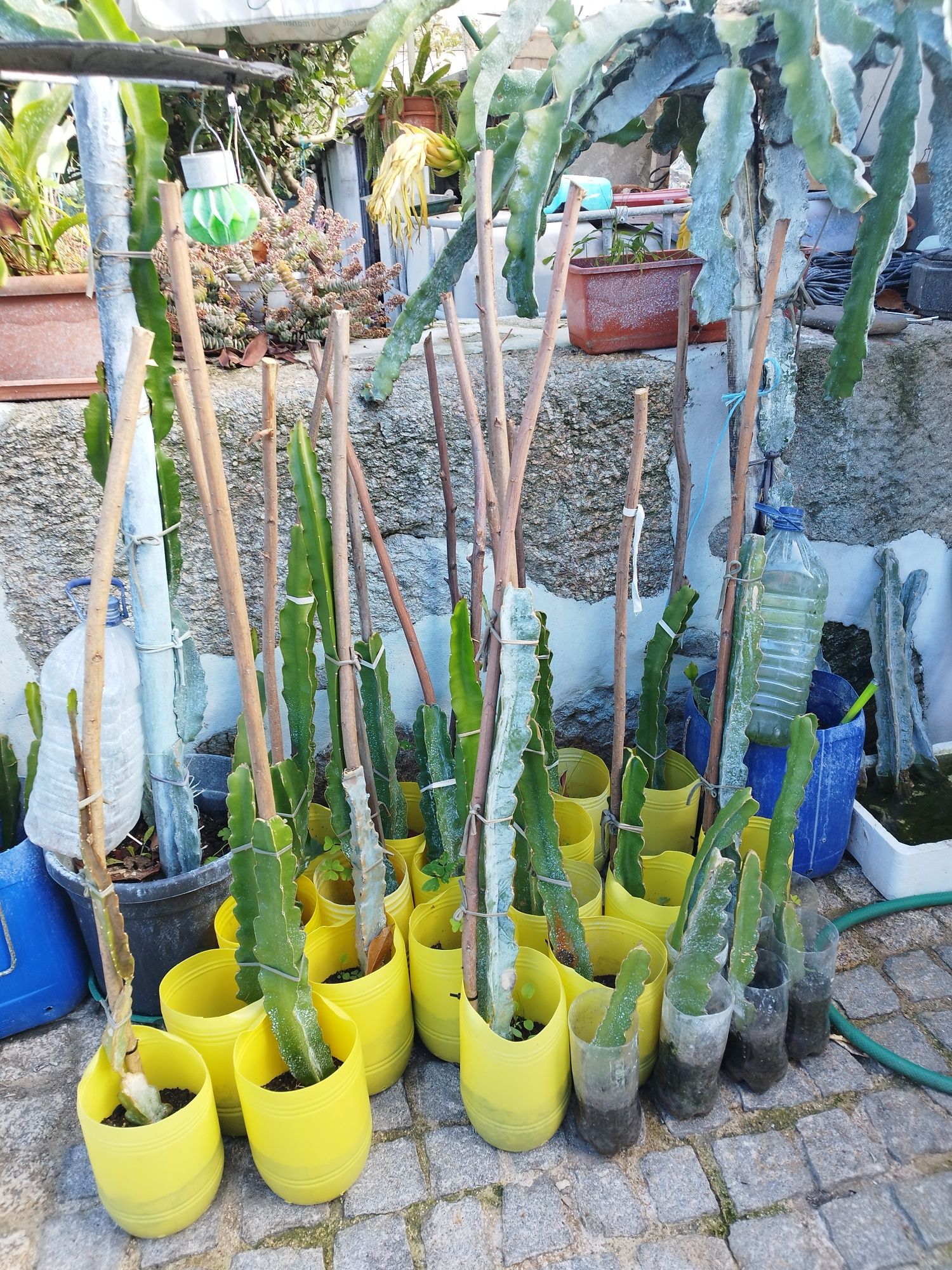 Pitaya popa branca para plantar