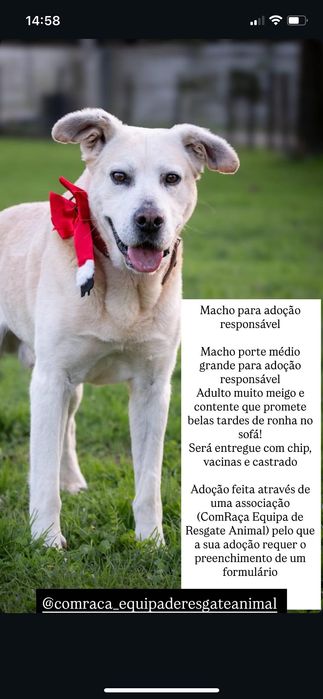 Cão para adoção responsável