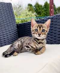 Piękny kot bengalski kocur klasyczny brąz legalna hodowla Felki*PL FPL