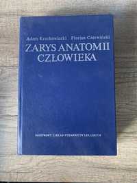 Zarys Anatomii Człowieka