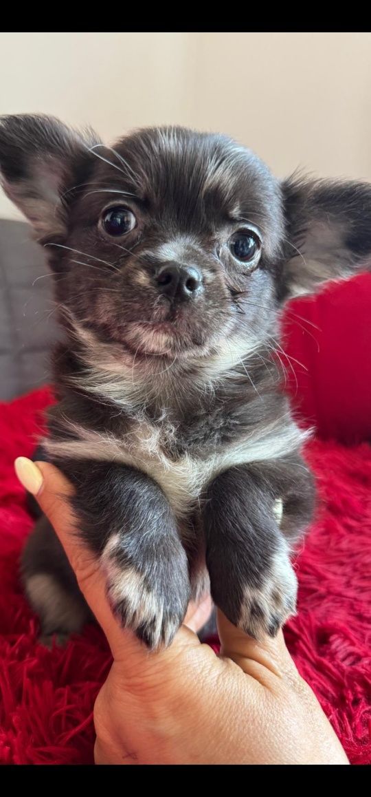 Dlugowlosy chihuahua