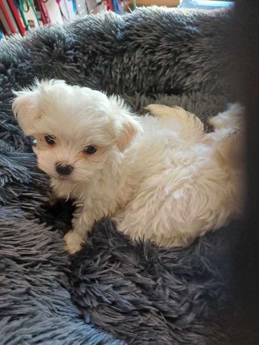 Maltanczyk śliczny piesek