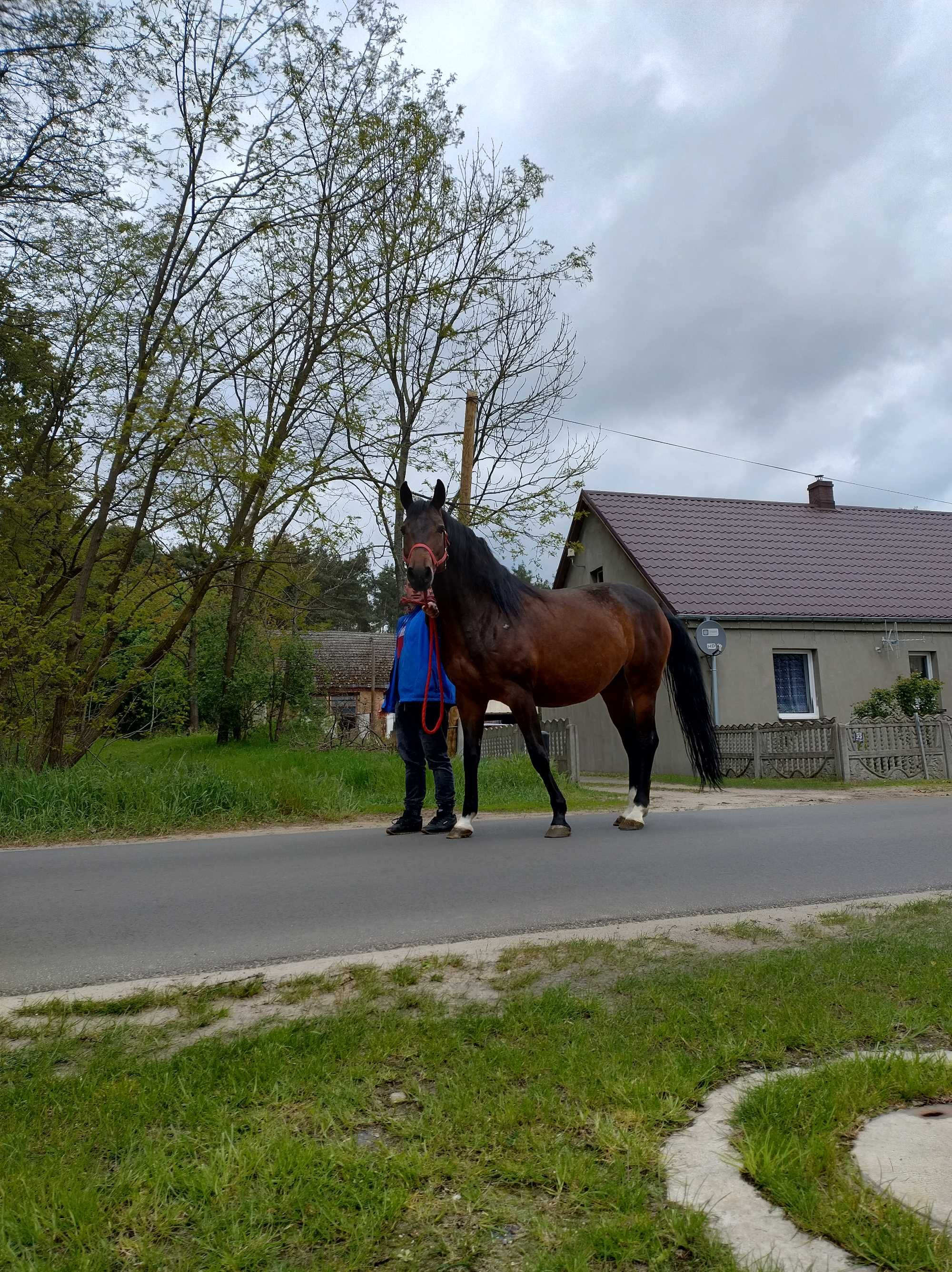 Klacz źrebna Cascasll