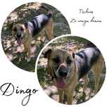 Dingo poleca się do adopcji