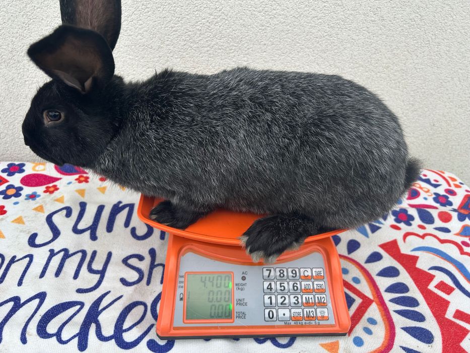 Кролики Полтавське срібло