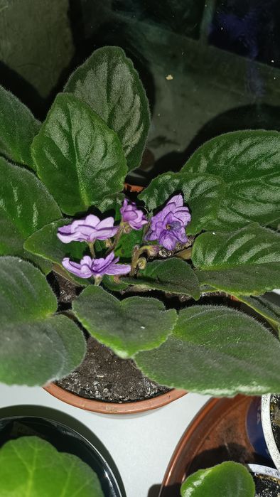 Фиалки нежно фиолетовый