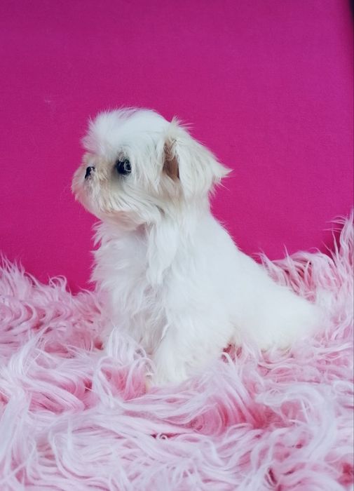 Maltańczyk MINI XS suczka Maltańczyki