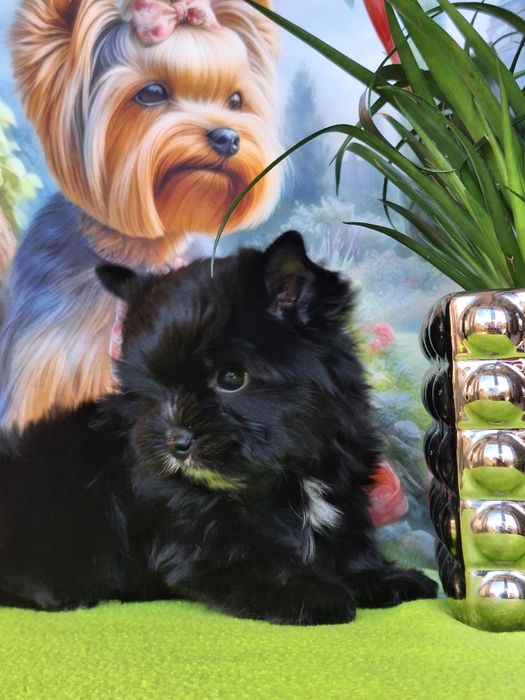 Yorkshire terrier czarny z rodowodem