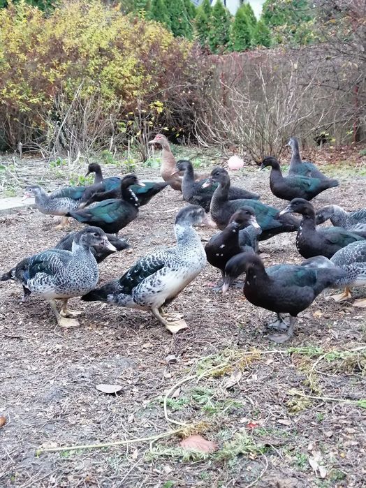 Kaczki francuskie (piżmowe) młode 50 zł