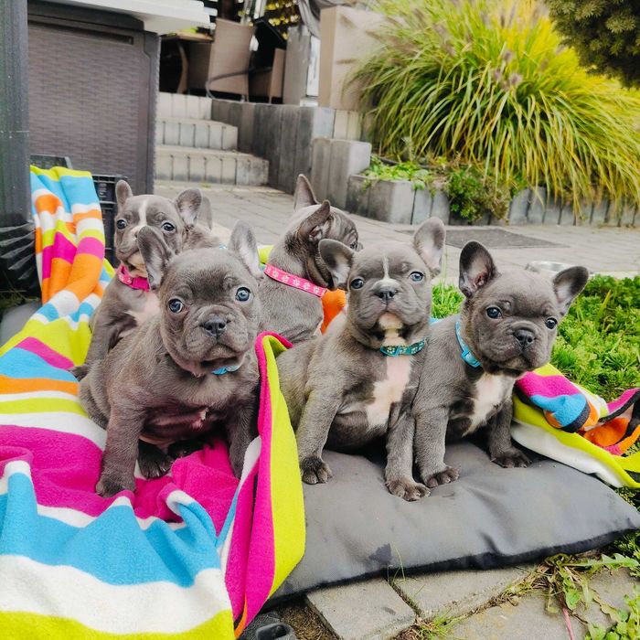 Buldog francuski BLUE niebieski piesek pies szczeniak RODOWÓD