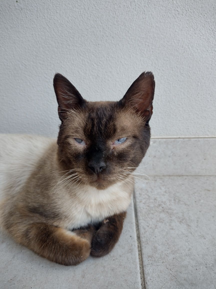 Gato para adoção
