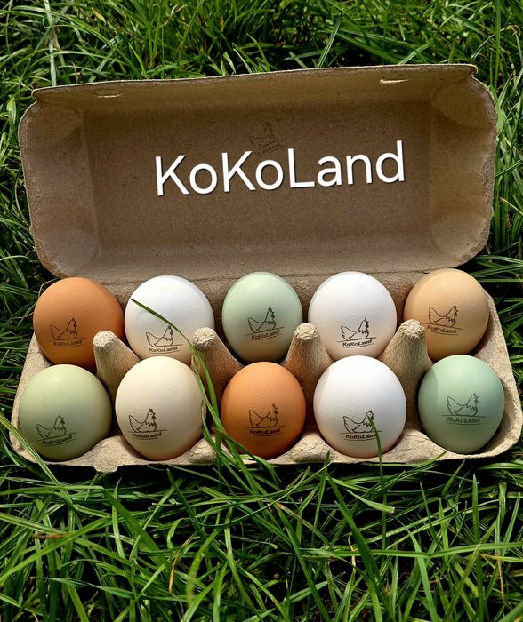 Jaja, jajka kolorowe wyjątkowe pyszne