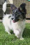 Papillon Spaniel Kontynentalny Miniaturowy