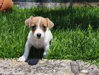 Jack Russell Terrier fêmea cor rara