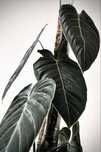 Philodendron melanochrysum BIG LEAVES - Filodendron melano duże liście