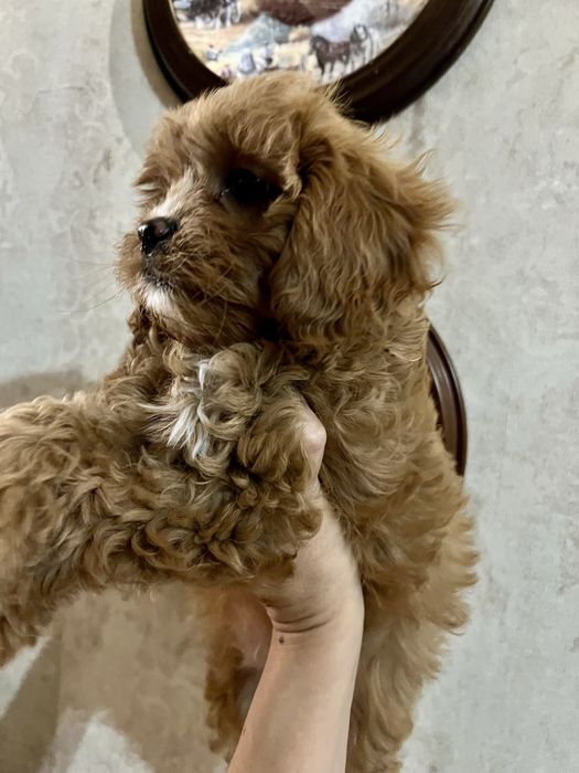 Шикарна дівчинка бебіфейс