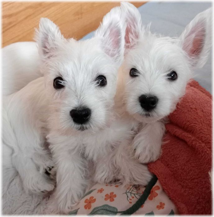 West Highland White Terrier | ZKwP FCI. CMO-0, westie 2025