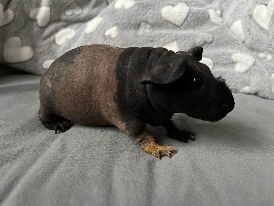 Świnka morska Skinny - dziewczynka 3, wysyłam