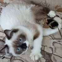 Сіамські котенята з блакитними очима сноу-шу