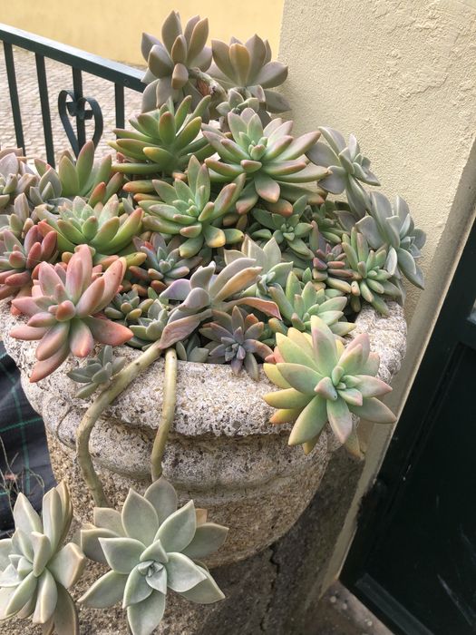 suculentas  muito bonitas