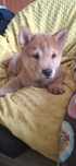 Hachiko szuka domu