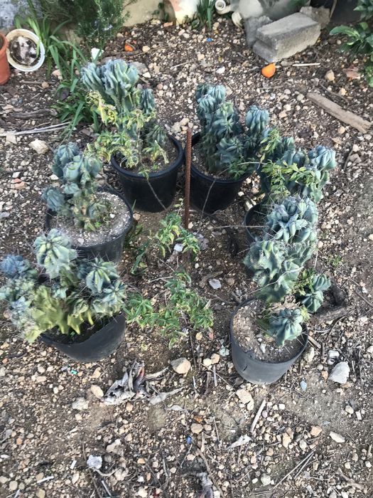 Cactos de várias alturas