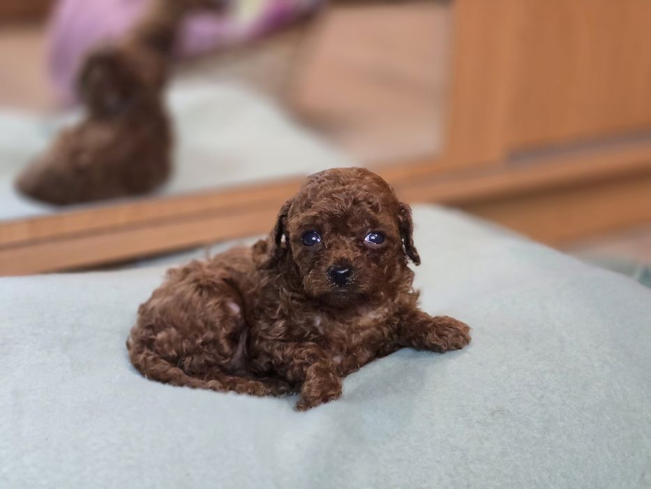 Pudel toy red brown dziewczynka krótka kufa