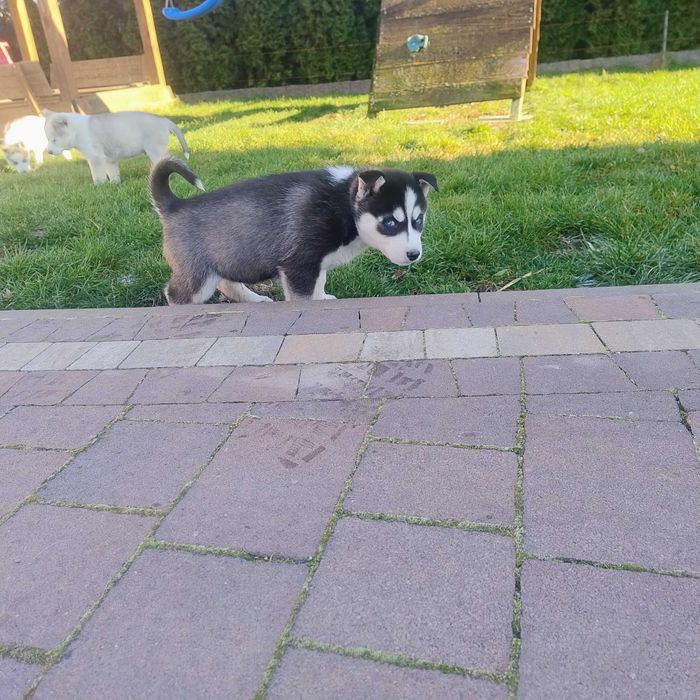 Szczeniaki Syberian Husky