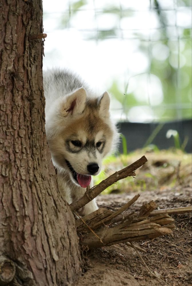 Wybitnie obiecujący biało-szary piesek Siberian Husky FCI