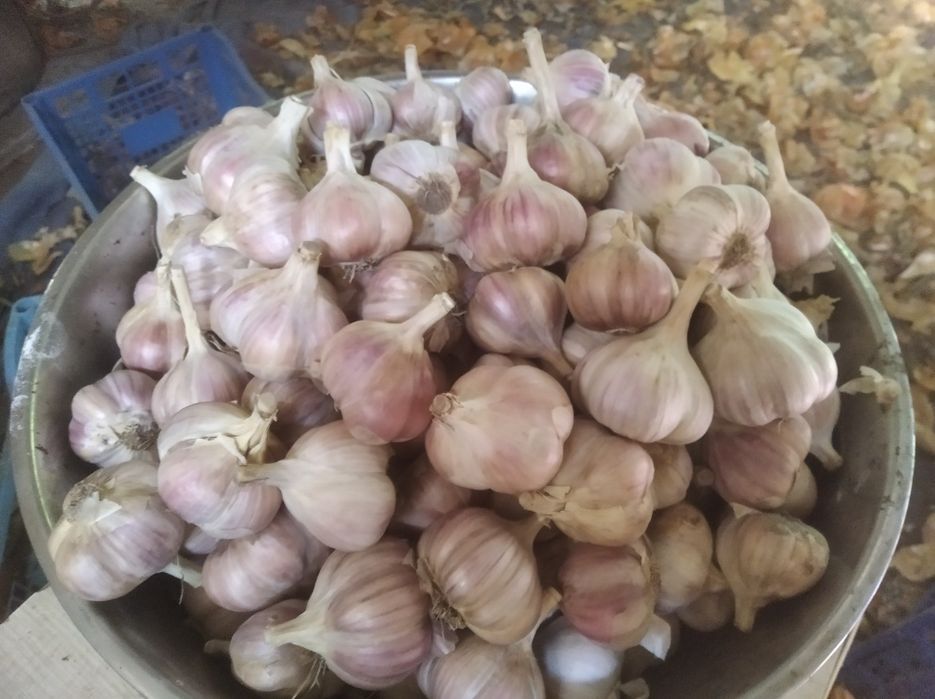 Продам часник сорт Любаша на посадку і для споживання.