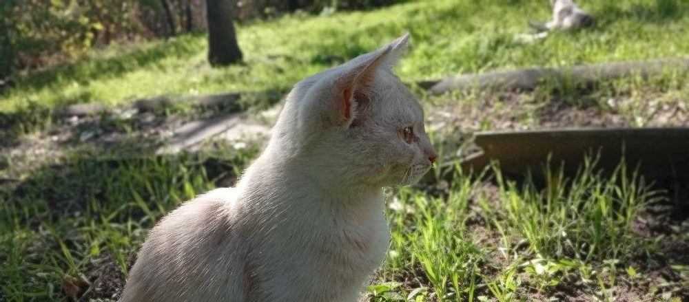 Отдаю двух котят даром