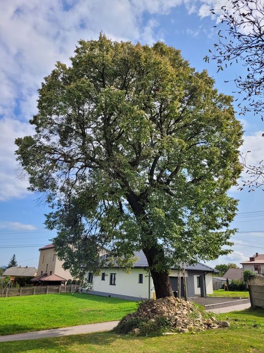 Oddam drzewo za wycinke Lipa