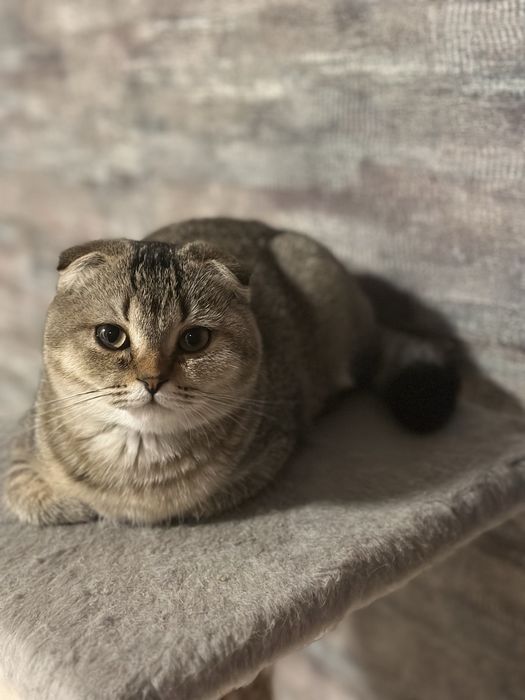 Висловухий 5 місячний дуже милий котик